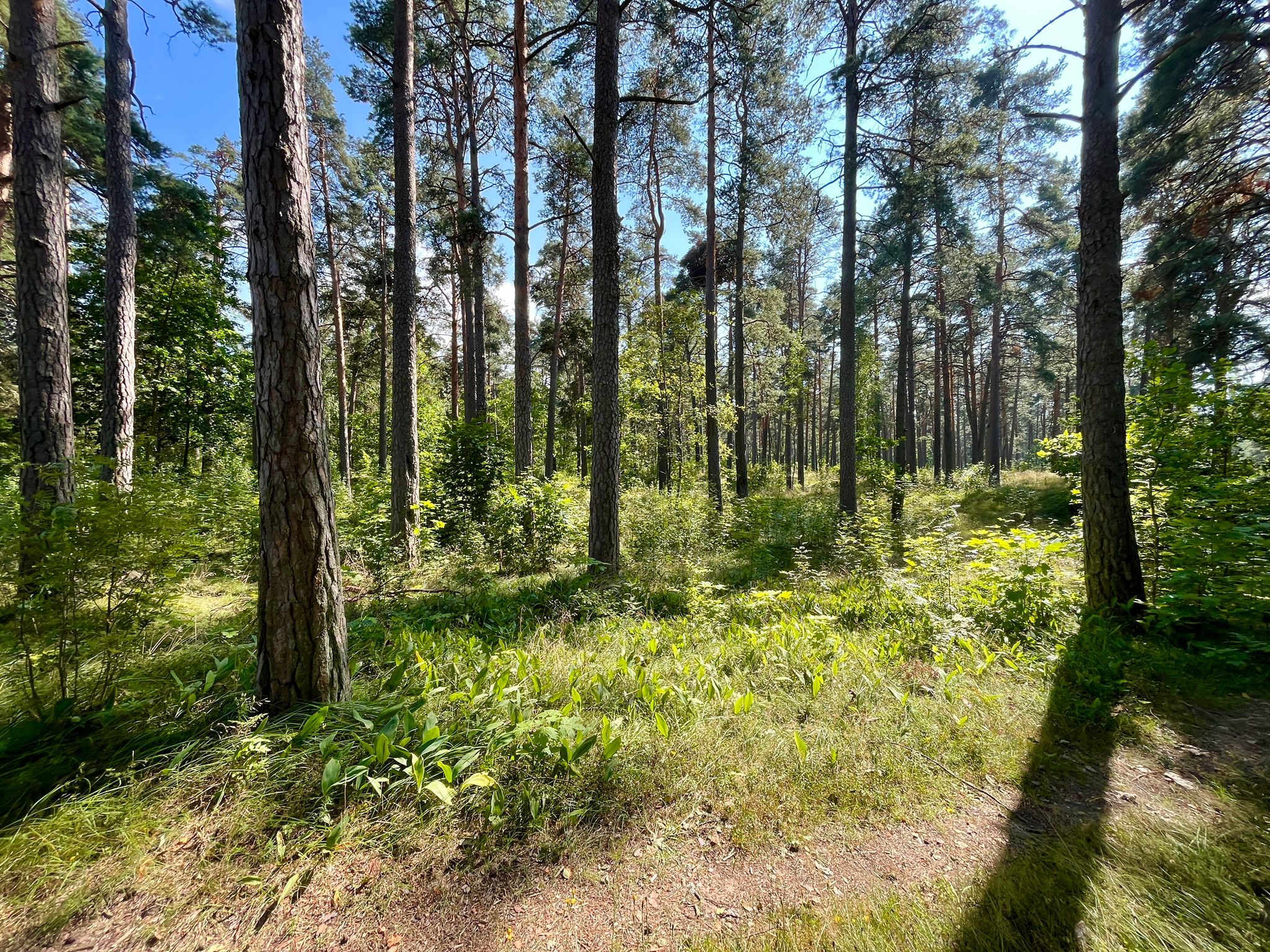 Pārdod māju, Stāmerienas iela - Attēls 1