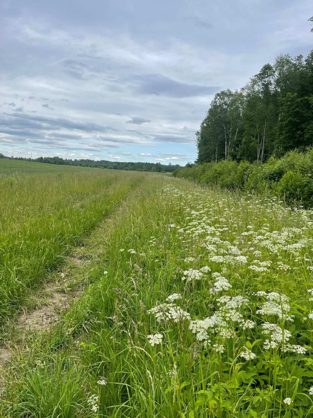 Pārdod zemi, Jāņogas - Attēls 1