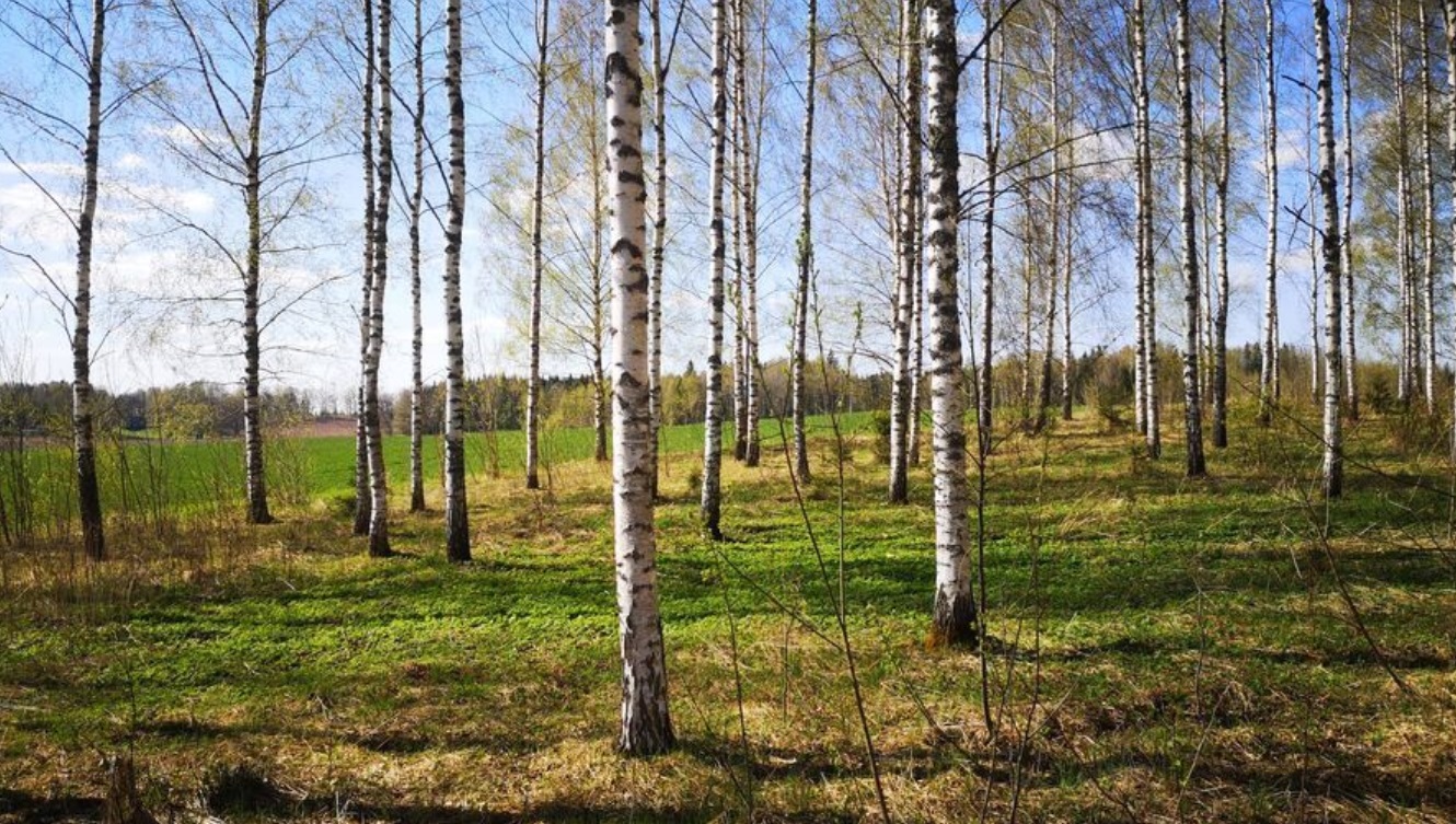 Pārdod zemi, Jaunzemnieki iela - Attēls 1