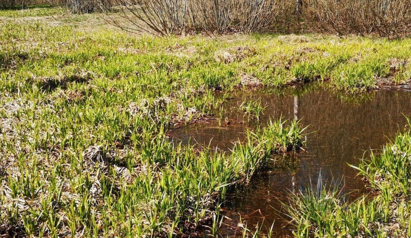 Land plot for sale, Jaunzemnieki street - Image 1