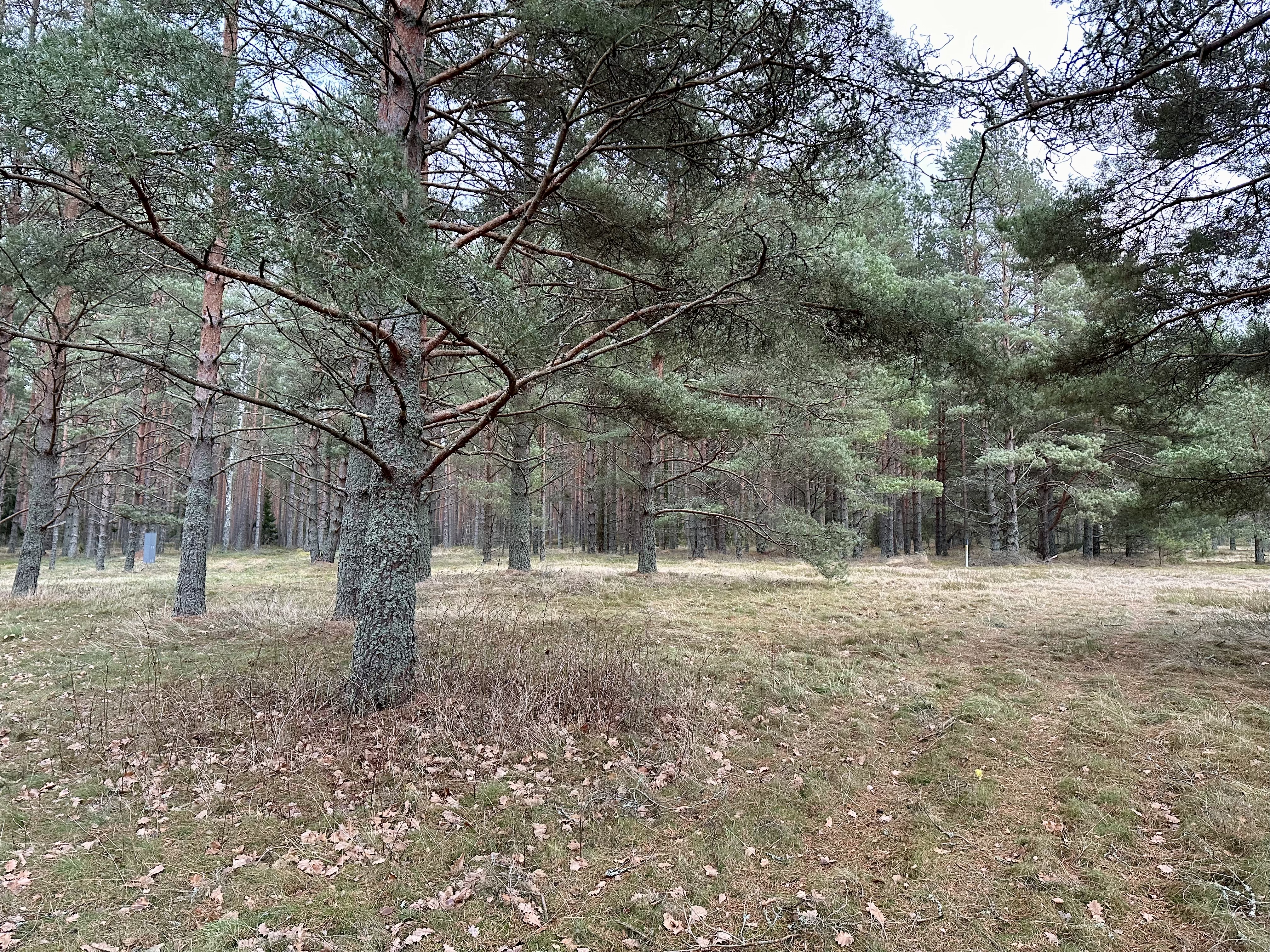 Land plot for sale, Godeļbirzes - Image 1