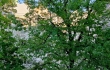 Apartment for sale, Skolas street 22a - Image 1
