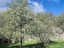 Pārdod namīpašumu, Putnu iela - Attēls 1