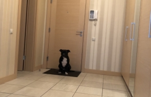 Lielirbes 11 - Image