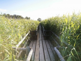 Krastmalas - Attēls