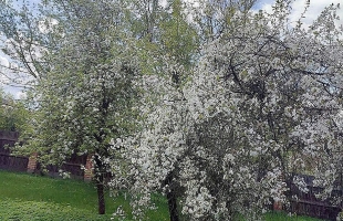 Putnu - Attēls