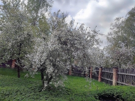 Putnu - Attēls