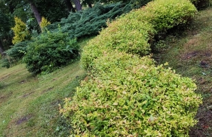 Kaķīši - Изображение