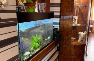 Ērkšķu iela - Attēls