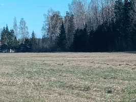 Jaunrakauskas - Attēls