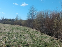 Jaunrakauskas - Attēls