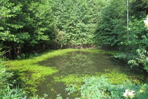 Lejasaustrumi - Image