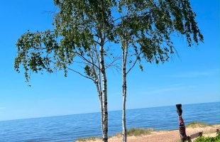 Liepu - Attēls
