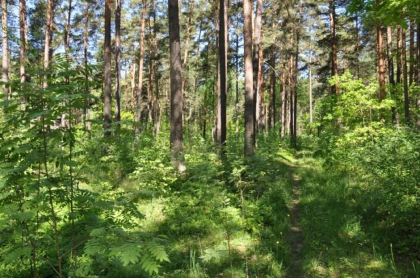 Pārdod zemi, Brūkleņu iela - Attēls 1