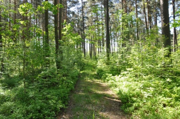 Pārdod zemi, Brūkleņu iela - Attēls 1