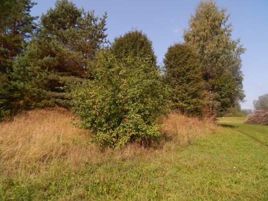 Land plot for sale, Plaudīši - Image 1