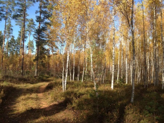 Sludinājumi. Tiek pārdots zemes gabals privātmājas, vairāku privātmāju, ciemata vai viesnīcas būvniecībai. Zeme Cena: 1.495e+06 EUR Foto #1