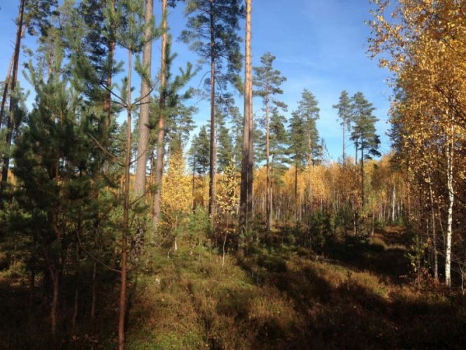 Sludinājumi. Tiek pārdots zemes gabals privātmājas, vairāku privātmāju, ciemata vai viesnīcas būvniecībai. Zeme Cena: 1.495e+06 EUR Foto #2