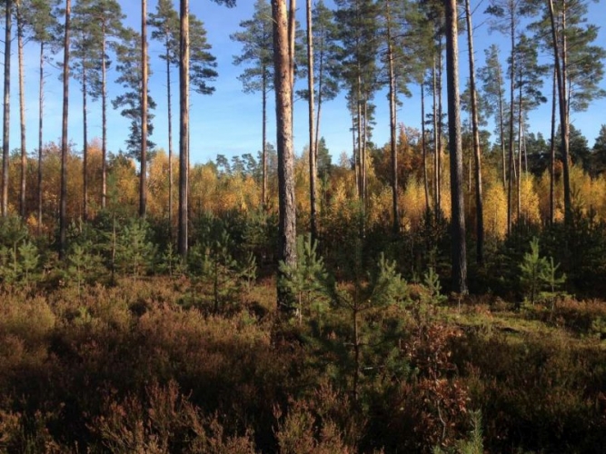 Sludinājumi. Tiek pārdots zemes gabals privātmājas, vairāku privātmāju, ciemata vai viesnīcas būvniecībai. Zeme Cena: 1.495e+06 EUR Foto #4