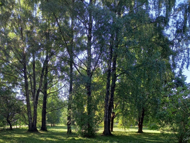 Sludinājumi. Zemes gabals zaļā un klusā vietā Šampēterī - Astras un Plēsuma ielu stūrī. Apkārtnē privātmāju Cena: 180000 EUR Foto #7