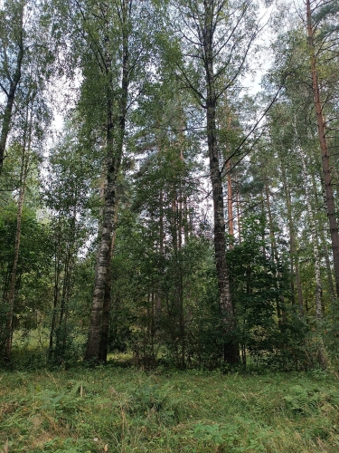 Sludinājumi. Pārdod apbūves zemi Garkalnes pagasta Sunīšos Ezerkrasta ciematā, kas atrodas Sunīšu ezera tiešā Cena: 87000 EUR Foto #9