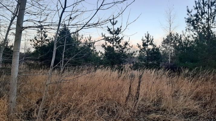 Sludinājumi. Pārdošanā zemes īpašums 6 ha platībā Ķekavā. Atrodas  Ķekavas putnu fabrikas apkaimē,3 km attālumā Cena: 85000 EUR Foto #2