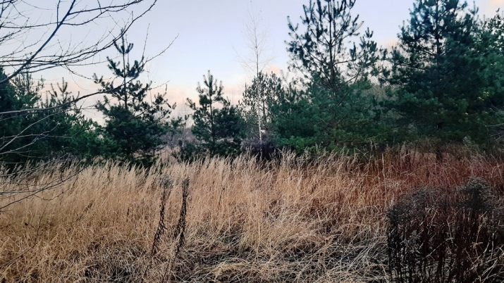 Sludinājumi. Pārdošanā zemes īpašums 6 ha platībā Ķekavā. Atrodas  Ķekavas putnu fabrikas apkaimē,3 km attālumā Cena: 85000 EUR Foto #3