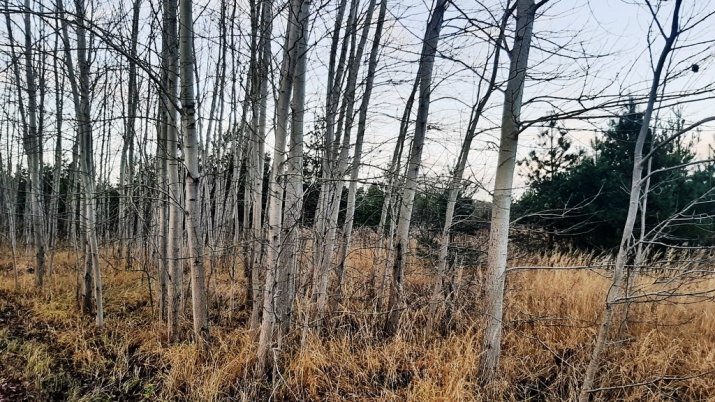Sludinājumi. Pārdošanā zemes īpašums 6 ha platībā Ķekavā. Atrodas  Ķekavas putnu fabrikas apkaimē,3 km attālumā Cena: 85000 EUR Foto #4