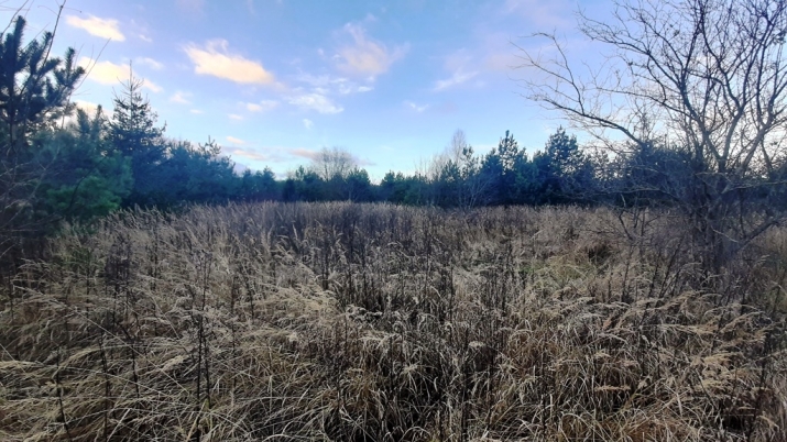 Sludinājumi. Pārdošanā zemes īpašums 6 ha platībā Ķekavā. Atrodas  Ķekavas putnu fabrikas apkaimē,3 km attālumā Cena: 85000 EUR Foto #5