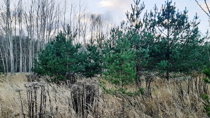 Sludinājumi. Pārdošanā zemes īpašums 6 ha platībā Ķekavā. Atrodas  Ķekavas putnu fabrikas apkaimē,3 km attālumā Cena: 85000 EUR Foto #6