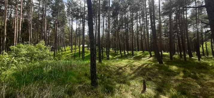 Объявление. Предлагается земельный участок в красивом, тихом месте, окруженном сосновым лесом, на первой линии Цена: 55000 EUR Foto #5