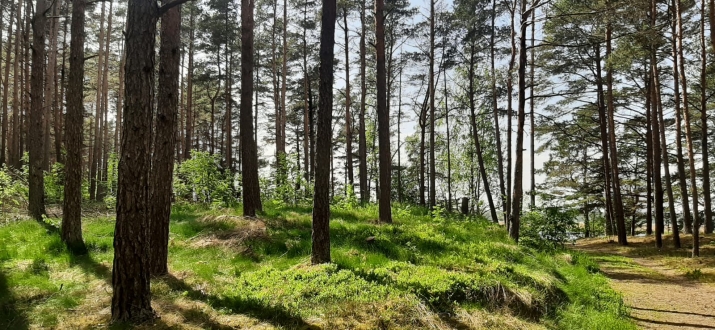 Объявление. Предлагается земельный участок в красивом, тихом месте, окруженном сосновым лесом, на первой линии Цена: 55000 EUR Foto #6