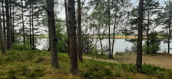 Объявление. Предлагается земельный участок в красивом, тихом месте, окруженном сосновым лесом, на первой линии Цена: 55000 EUR Foto #7