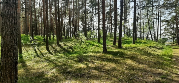 Объявление. Предлагается земельный участок в красивом, тихом месте, окруженном сосновым лесом, на первой линии Цена: 55000 EUR Foto #8