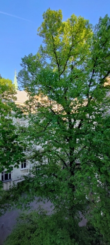 Sludinājumi. Tiek pārdots kvalitatīvi renovēts 4 istabu dzīvoklis Skolas ielā, klusā pagalma ēkā. 3 izolētas Cena: 320000 EUR Foto #2