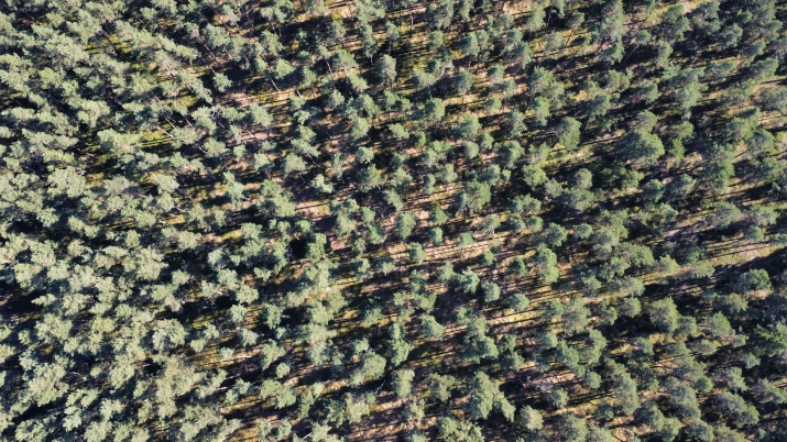 Sludinājumi. Iegādei pieejams plašs zemesgabals, ar kopējo platību 50 392 m2  Mangaļu pussalā.  Lieliska vieta Cena: 298000 EUR Foto #4