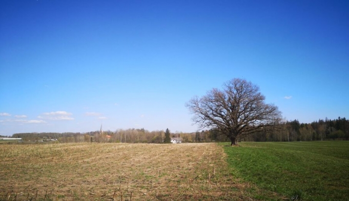 Sludinājumi. Skaists zemes gabals vienas saimniecības būvniecībai pie Krimuldas baznīcas.  Zemi dēļ gāzes Cena: 51000 EUR Foto #3