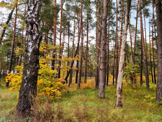 Sludinājumi. Zemesgabals ar apstiprinātu būvatļauju rindu māju projektam  6 pilnībā optimizētas sekcijas  Tiek Cena: 190000 EUR Foto #3