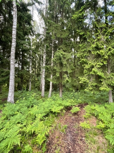 Sludinājumi. Tiek pārdoti 2 zemesgabali meža ielokā.  Nr 195, 678 m2 - 8300 EUR Nr 196, 721 m2 - 8800 EUR Cena: 8300 EUR Foto #4