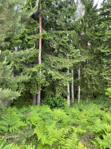 Sludinājumi. Tiek pārdoti 2 zemesgabali meža ielokā.  Nr 195, 678 m2 - 8300 EUR Nr 196, 721 m2 - 8800 EUR Cena: 8300 EUR Foto #3